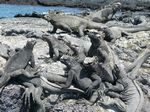 Galapagos (Mar 2009) - Day 09 - 106
